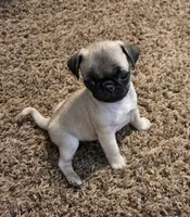 Pipsqueak, a male Pug for sale in Lebanon, PA – 1 of 8