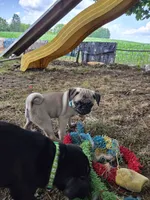 Millie, a female Pug for sale in Lebanon, PA – 9 of 9