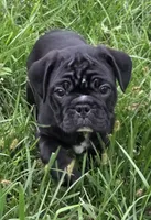 Teddy , a male English Bulldog and Pug for sale in Lebanon, PA – 4 of 7