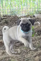 Millie, a female Pug for sale in Lebanon, PA – 2 of 9