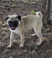 Charlie , a male Pug for sale in Lebanon, PA – 2 of 8