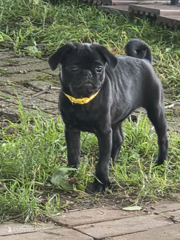 Chloe  – Pug puppy for sale in Lebanon, PA