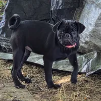 Azalea , a female Pug for sale in Lebanon, PA – 3 of 8