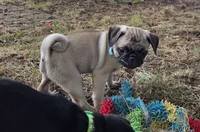 Millie, a female Pug for sale in Lebanon, PA – 6 of 9