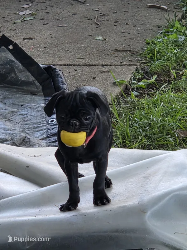 Azalea  – Pug puppy for sale in Lebanon, PA