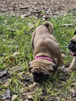 Muffin , a female English Bulldog and Pug for sale in Zolfo Springs, FL – Photo 4 of 6