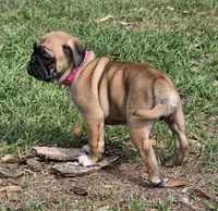 Muffin , a female English Bulldog and Pug for sale in Zolfo Springs, FL – Photo 6 of 6