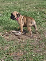 Muffin , a female English Bulldog and Pug for sale in Zolfo Springs, FL – Photo 3 of 6