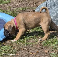 Muffin , a female English Bulldog and Pug for sale in Zolfo Springs, FL – Photo 1 of 6