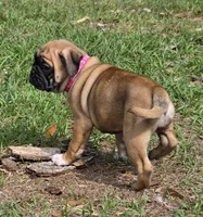 Muffin , a female English Bulldog and Pug for sale in Zolfo Springs, FL – Photo 2 of 6
