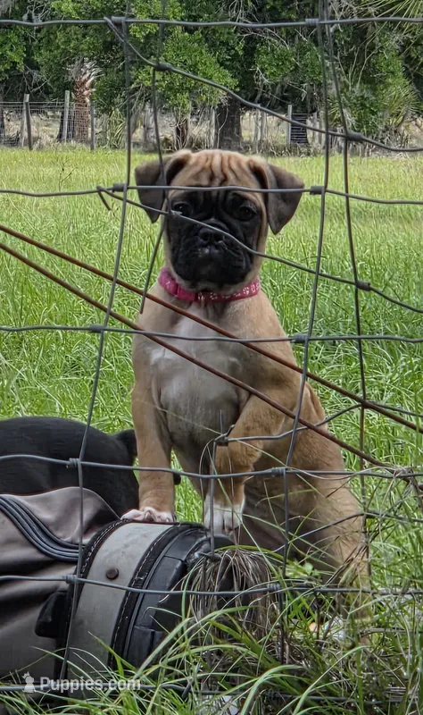 Muffin  – English Bulldog, Pug puppy for sale in Zolfo Springs, FL