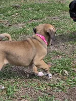 Muffin , a female English Bulldog and Pug for sale in Zolfo Springs, FL – Photo 5 of 6