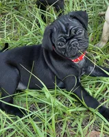 Maverick , a male Pug for sale in Zolfo Springs, FL – Photo 1 of 4