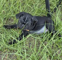 Maverick , a male Pug for sale in Zolfo Springs, FL – Photo 3 of 4