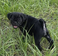 Maverick , a male Pug for sale in Zolfo Springs, FL – Photo 2 of 4