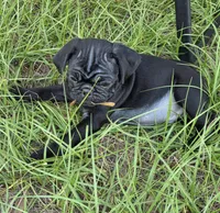 Maverick , a male Pug for sale in Zolfo Springs, FL – Photo 4 of 4