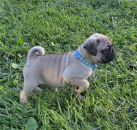 Cooper , a male Pug for sale in Lebanon, PA – 3 of 6
