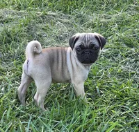 Sadie, a female Pug for sale in Lebanon, PA – 6 of 6