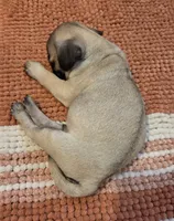 Pipsqueak, a male Pug for sale in Lebanon, PA – 7 of 8