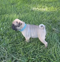 Cooper , a male Pug for sale in Lebanon, PA – 4 of 6