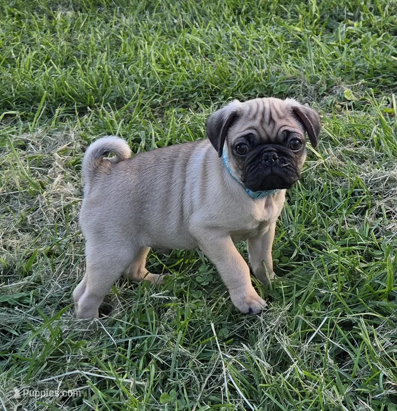 Cooper  – Pug puppy for sale in Lebanon, PA