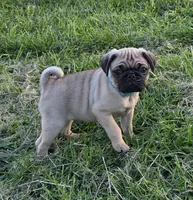 Cooper , a male Pug for sale in Lebanon, PA – 1 of 6