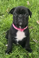 Millie , a female English Bulldog and Pug for sale in Lebanon, PA – 2 of 6