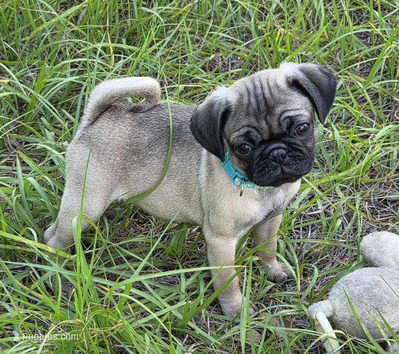 Luna – Pug puppy for sale in Zolfo Springs, FL