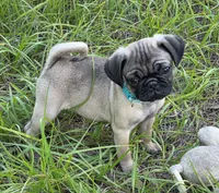 Luna, a female Pug for sale in Zolfo Springs, FL – Photo 1 of 6