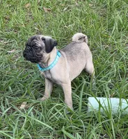 Luna, a female Pug for sale in Zolfo Springs, FL – Photo 5 of 6