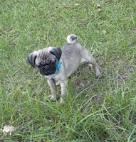 Luna, a female Pug for sale in Zolfo Springs, FL – Photo 2 of 6