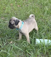 Luna, a female Pug for sale in Zolfo Springs, FL – Photo 4 of 6