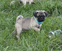 Luna, a female Pug for sale in Zolfo Springs, FL – Photo 3 of 6