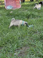 Luna, a female Pug for sale in Zolfo Springs, FL – Photo 6 of 6