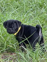 Chloe , a female Pug for sale in Zolfo Springs, FL – Photo 4 of 5