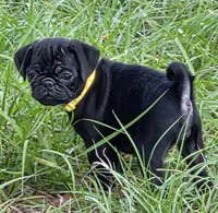 Chloe , a female Pug for sale in Zolfo Springs, FL – Photo 3 of 5