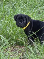 Chloe , a female Pug for sale in Zolfo Springs, FL – Photo 2 of 5