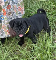 Chloe , a female Pug for sale in Zolfo Springs, FL – Photo 1 of 5