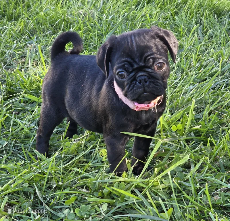 Josie  – Pug puppy for sale in Lebanon, PA