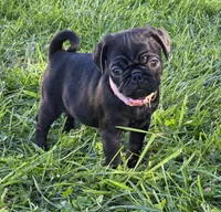 Josie , a female Pug for sale in Lebanon, PA – 1 of 5
