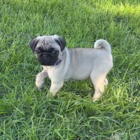 Sadie, a female Pug for sale in Lebanon, PA – 2 of 6