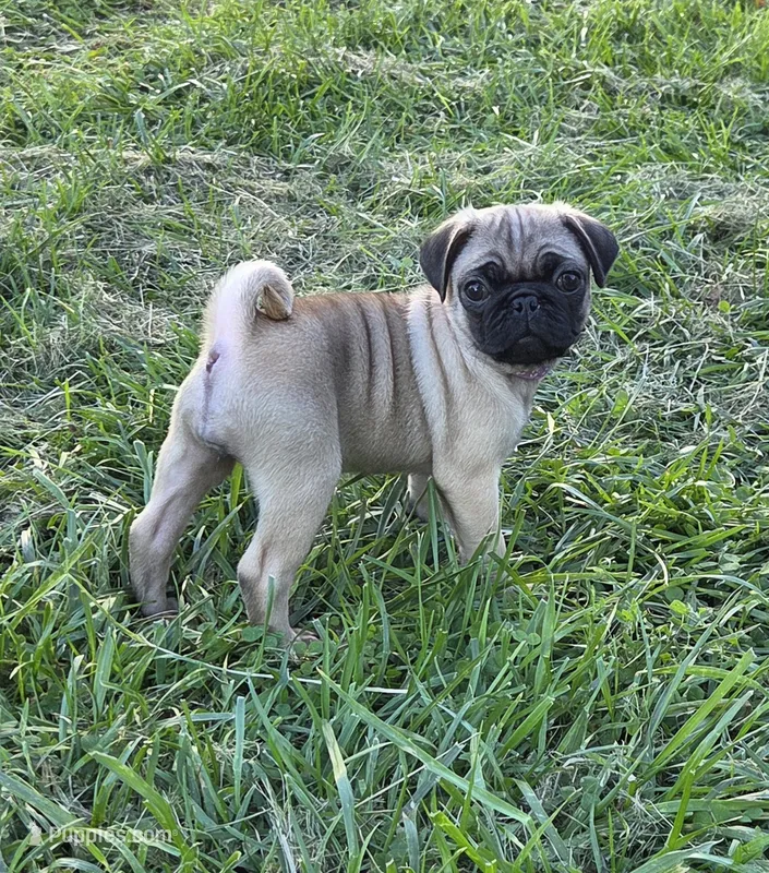 Sadie – Pug puppy for sale in Lebanon, PA
