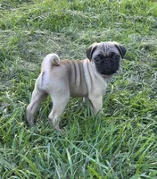 Sadie, a female Pug for sale in Lebanon, PA – 1 of 6