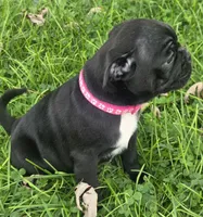 Millie , a female English Bulldog and Pug for sale in Lebanon, PA – 5 of 6