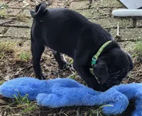 Brody , a male Pug for sale in Lebanon, PA – 7 of 7