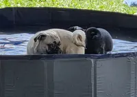 Charlie , a male Pug for sale in Lebanon, PA – 4 of 8