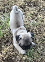 Pipsqueak, a male Pug for sale in Lebanon, PA – 4 of 8