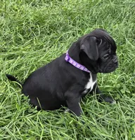 Poppy , a female English Bulldog and Pug for sale in Lebanon, PA – 6 of 7