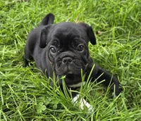 Zoey , a female English Bulldog and Pug for sale in Lebanon, PA – 6 of 6