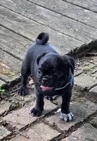 Bruno, a male Pug for sale in Lebanon, PA – 5 of 8